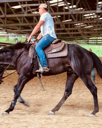 Stallone QUARTER HORSE stagione di monta 2026