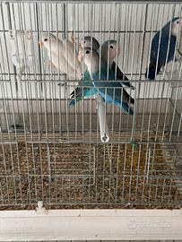 Inseparabili