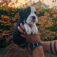 Cuccioli di boxer con Pedigree