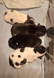 Bulldog Francesi Cuccioli