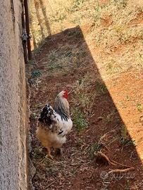 Gallo Brahma