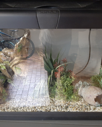 Aquario