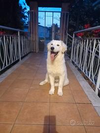 Fortunato, splendido giovane cane