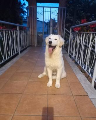 Fortunato, splendido giovane cane