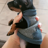 Cuccioli pinscher