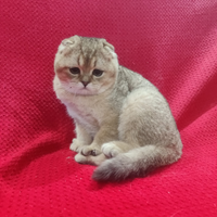 Scottish Fold