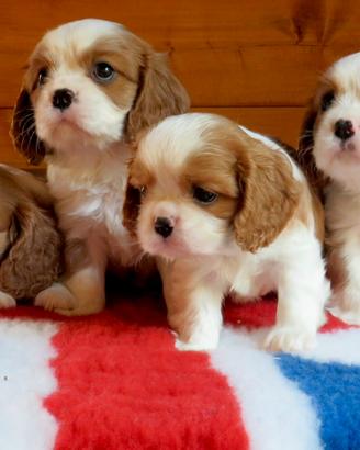Allevamento cavalier king