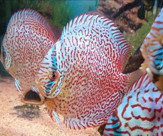 Piccoli di discus panthera