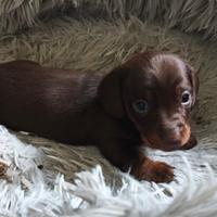 Bassotto tedesco nano kaninchen a pelo corto Enci