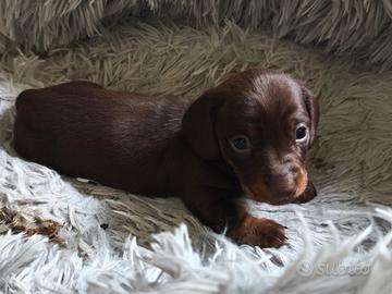 Bassotto tedesco nano kaninchen a pelo corto Enci