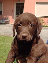 Cuccioli Labrador chocolate