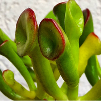 Crassula 'Ogre ears' piante grasse