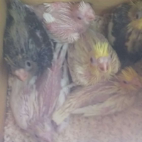 Calopsite/Cacarichi da imbecco