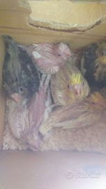 Calopsite/Cacarichi da imbecco