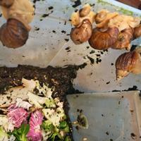 Lumache africane baby e adulte Achatina fulica