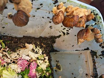 Lumache africane baby e adulte Achatina fulica