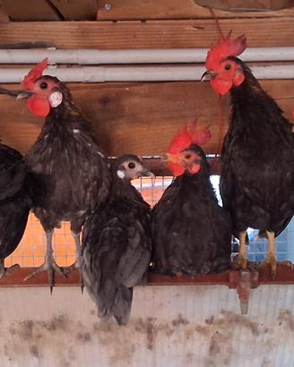 Galline americane-chabo