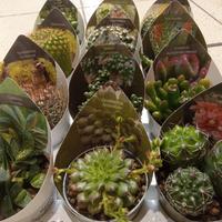 12 cactus varietà particolari