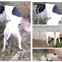 Meravigliosi cuccioli di Pointer inglese