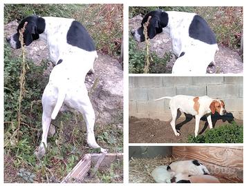 Meravigliosi cuccioli di Pointer inglese