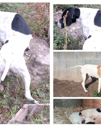 Meravigliosi cuccioli di Pointer inglese