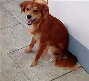 Una nuova casa per i miei cani