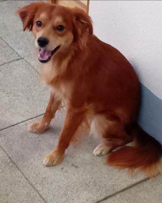 Una nuova casa per i miei cani