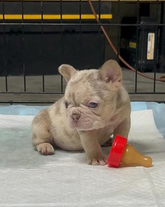 Femmuccia di Bulldog Francese Esotico