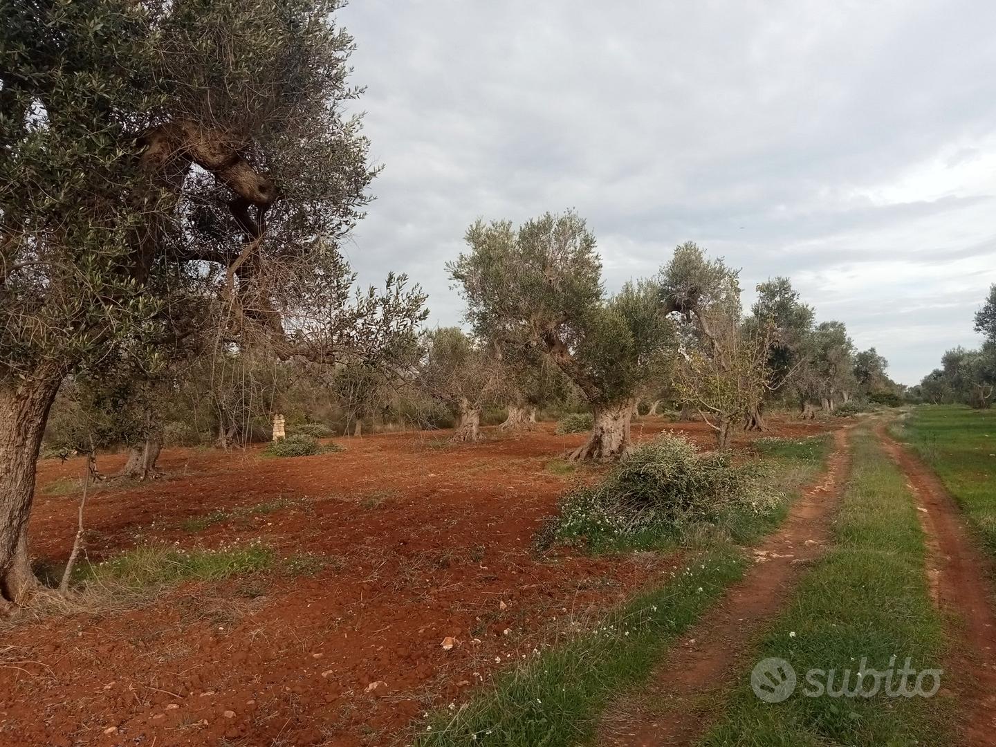 Terreno agricolo - Vista 2