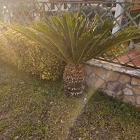 Pianta di cycas, cicas