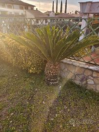 Pianta di cycas, cicas