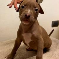American pitbull