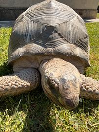 Geochelone Gigantea