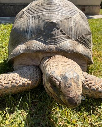 Geochelone Gigantea