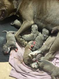 Cuccioli Pitbull di razza
