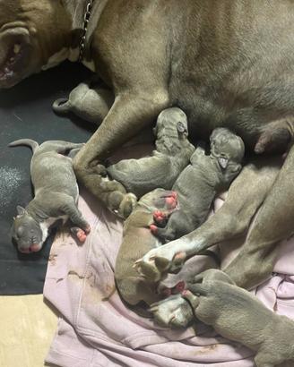 Cuccioli Pitbull di razza