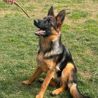 Pastore Tedesco femmina