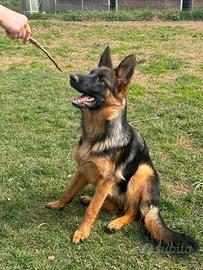 Pastore Tedesco femmina