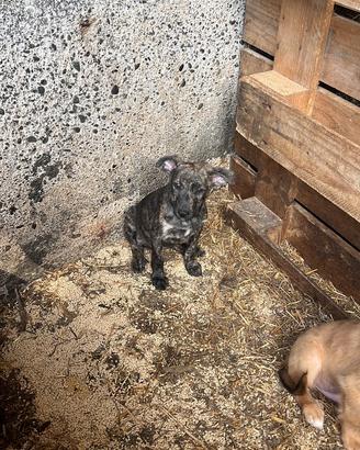 Cuccioli meticci