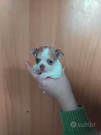Chihuahua