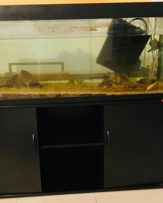 Acquario pesci con mobile contenitore