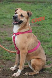 Cani da adottare in canile a Roma nord