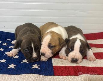 Cuccioli Amstaff con pedigree