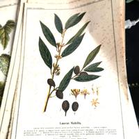 n 47 tavole erbolario edito dalla schiapparelli