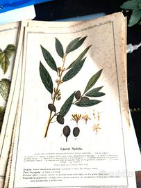 n 47 tavole erbolario edito dalla schiapparelli