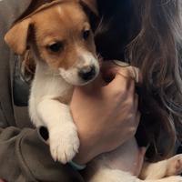 Jack russell terrier cuccioli