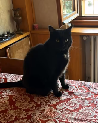 Gatta meticcia di 8 anni