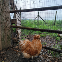Gallo Moroseta Fulvo - 10 mesi