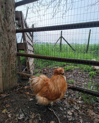 Gallo Moroseta Fulvo - 10 mesi