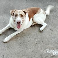 Cane di 1 anno non ho più spazio per tnerlo